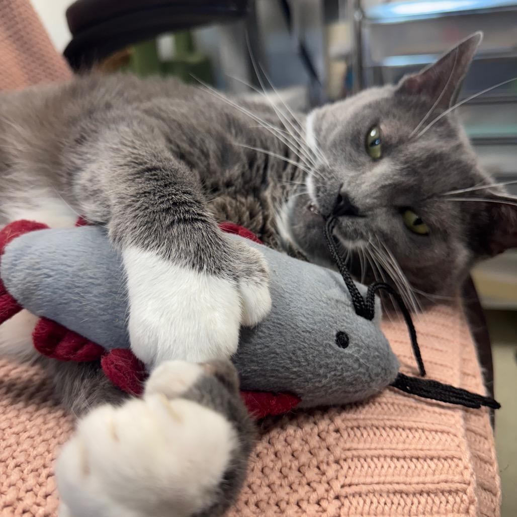 Mia, a Adoptable Domestic Short Hair in Windsor, VA image 2/4