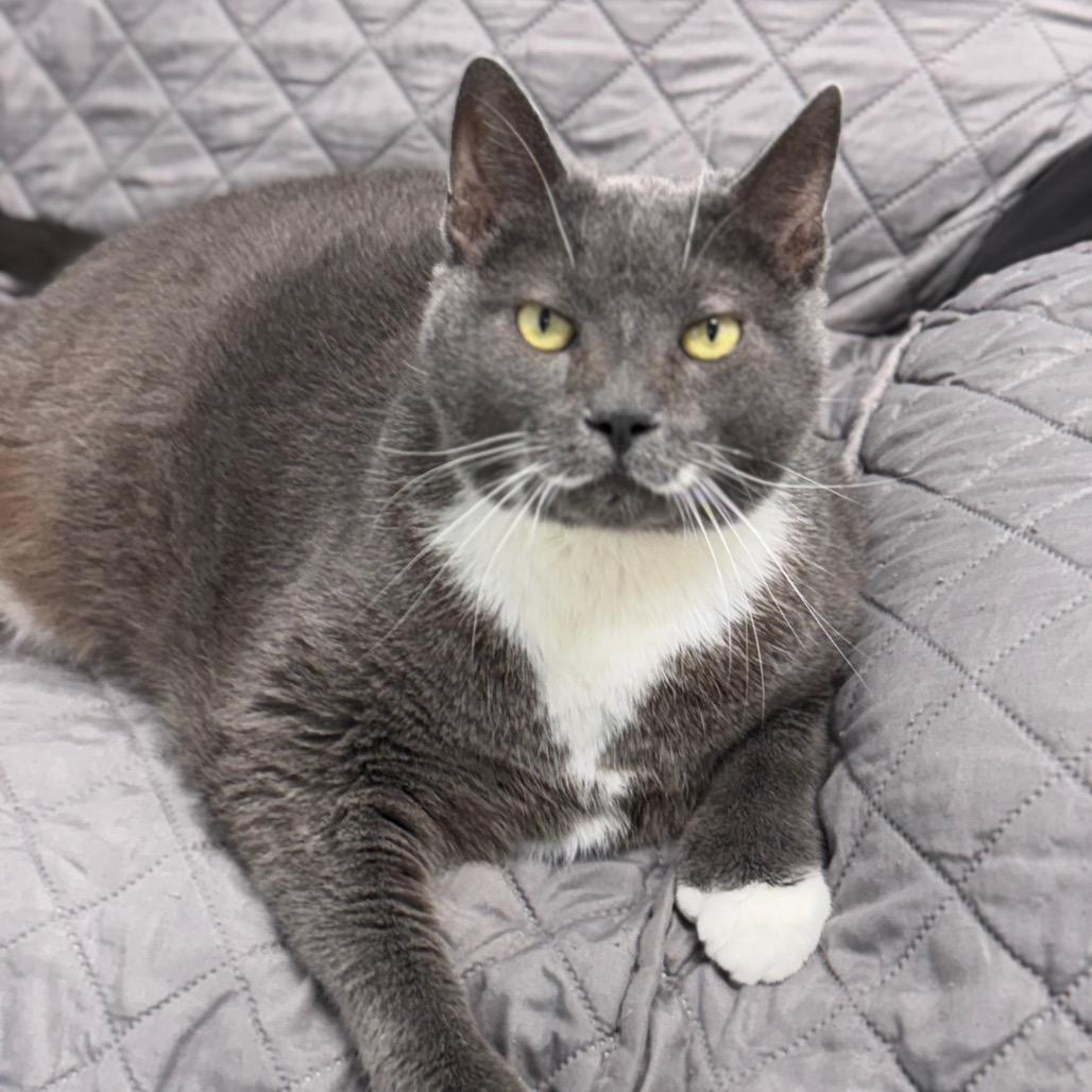 Mia, a Adoptable Domestic Short Hair in Windsor, VA image 3/4