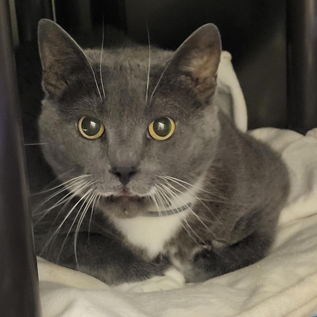 Mia, a Adoptable Domestic Short Hair in Windsor, VA image 4/4