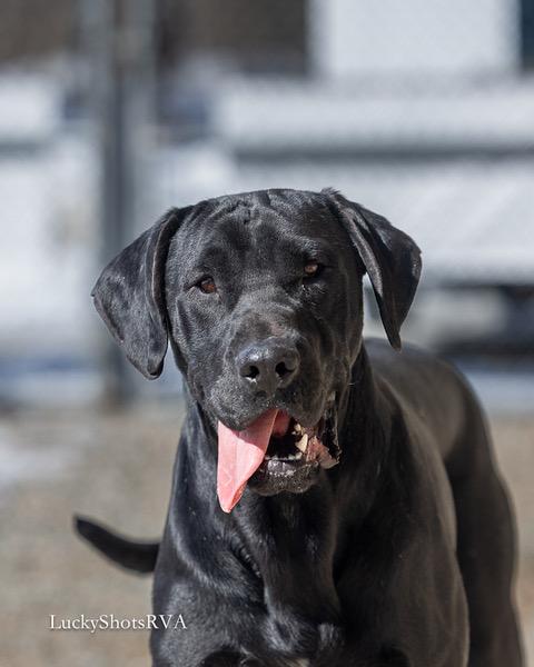 Midnight , adopted, Young Male Great Dane & Labrador Retriever.