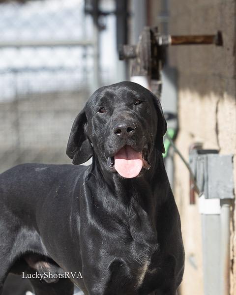 Midnight , an adopted mixed breed in Powhatan, VA image 3/3