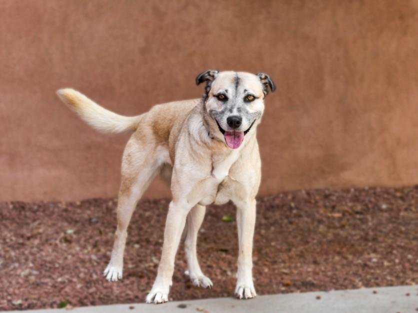 SHEBA, Adoptable, Adult Female Mixed Breed.