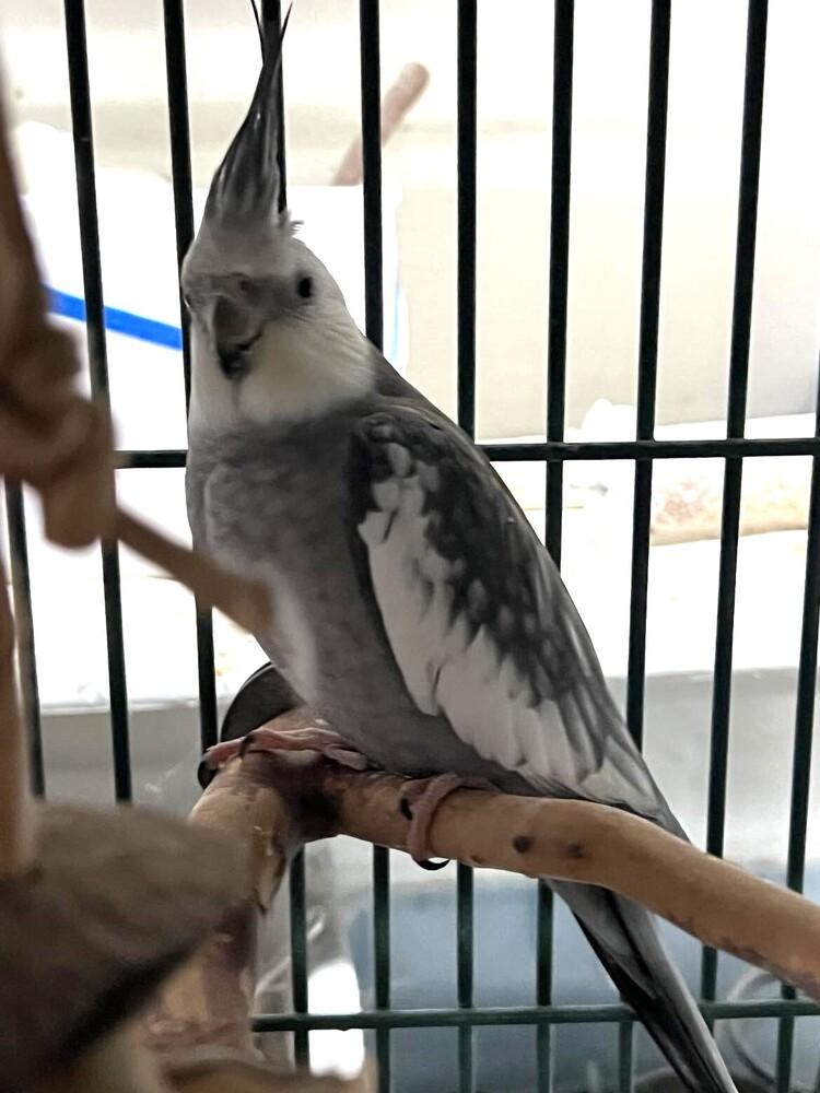 Chanel (Cockateil ), Adoptable, Adult Female Cockatiel.