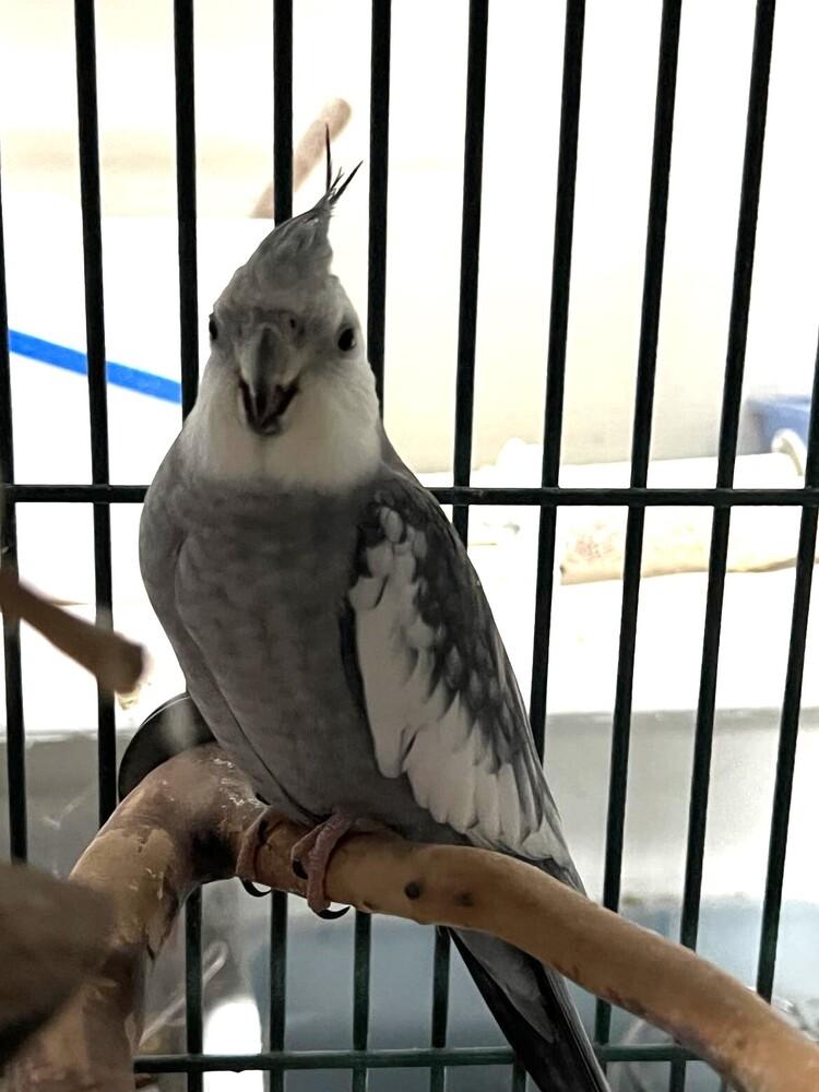 Enlarge Chanel (Cockateil ), a Adoptable Cockatiel in West Mifflin, PA image 2/2