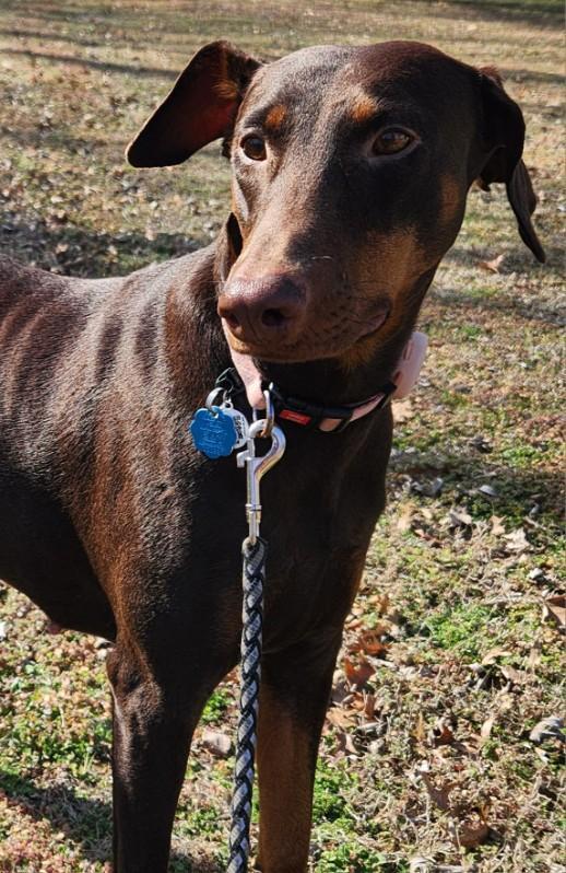 Enlarge Bree, a Adoptable Doberman Pinscher in Minneapolis, MN image 1/3