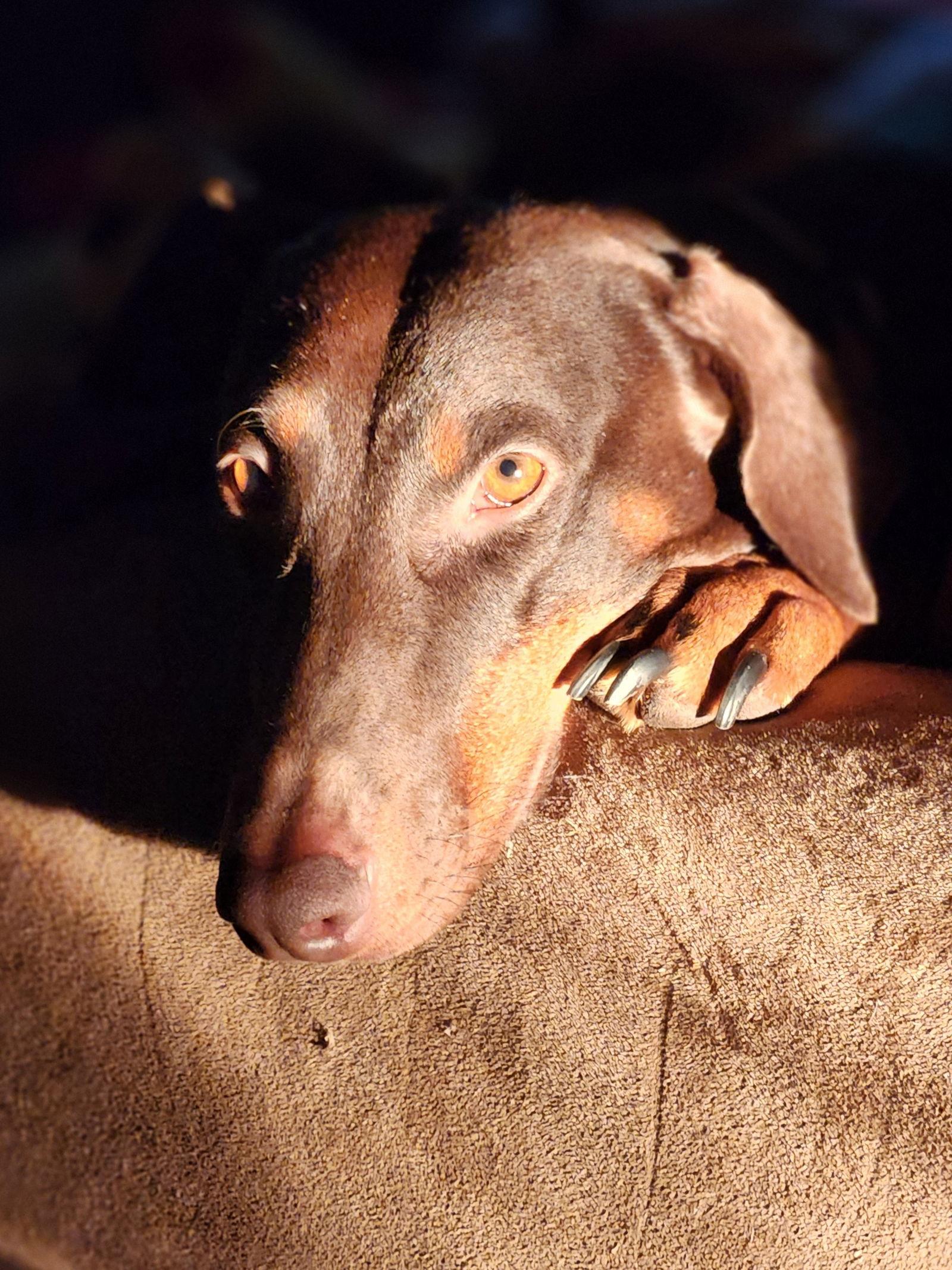 Enlarge Bree, a Adoptable Doberman Pinscher in Minneapolis, MN image 2/3