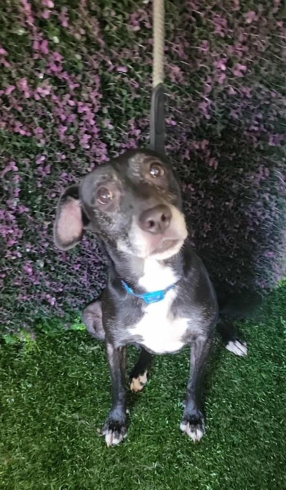 Anika, a Adoptable mixed breed in San Francisco, CA image 1/6