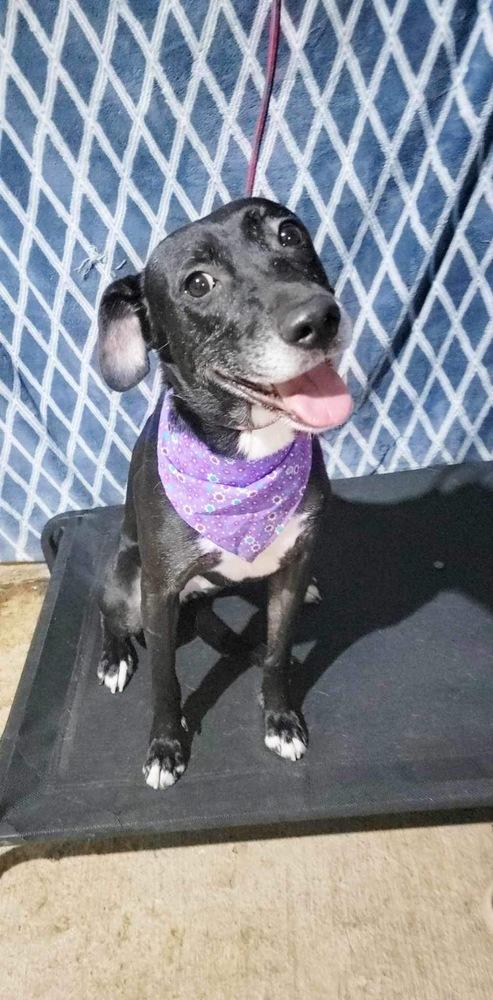 Anika, a Adoptable mixed breed in San Francisco, CA image 2/6