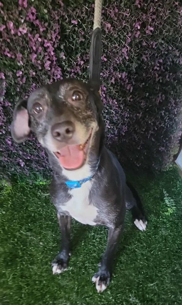 Anika, a Adoptable mixed breed in San Francisco, CA image 3/6