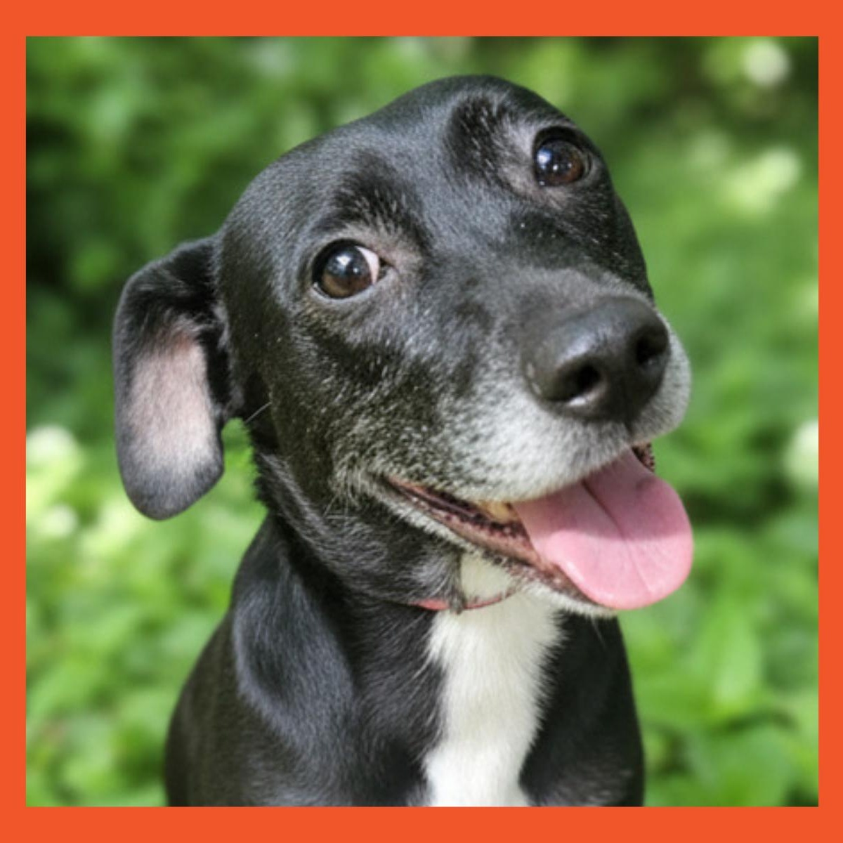 Anika, Adoptable, Young Female Patterdale Terrier / Fell Terrier & Labrador Retriever.