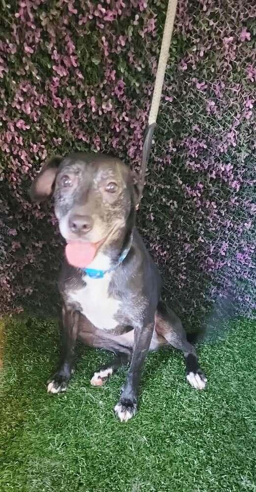 Anika, a Adoptable mixed breed in San Francisco, CA image 4/6