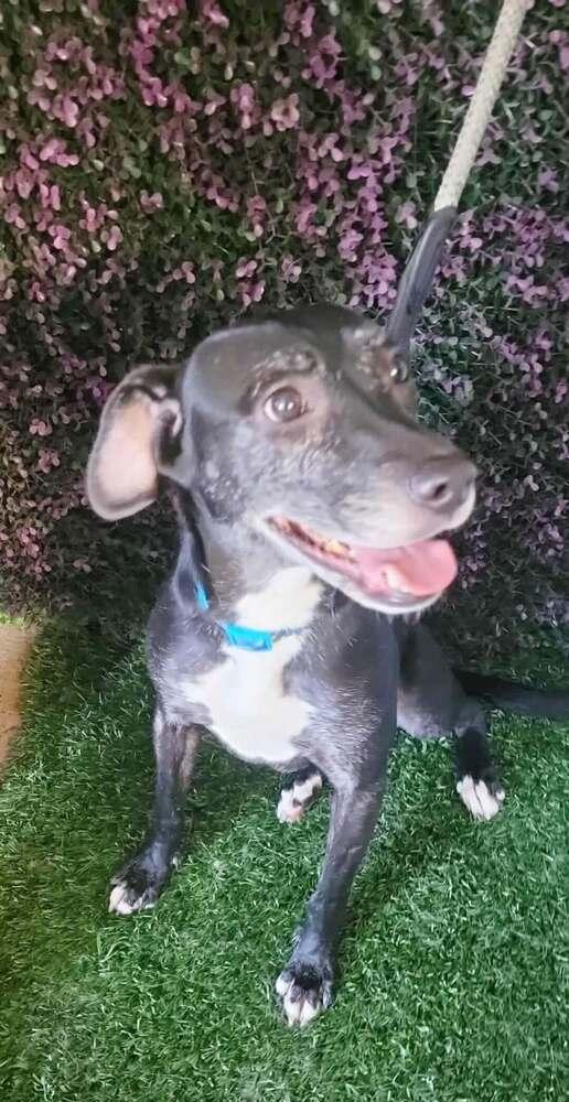 Anika, a Adoptable mixed breed in San Francisco, CA image 5/6