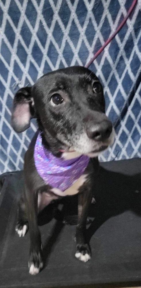 Anika, a Adoptable mixed breed in San Francisco, CA image 6/6