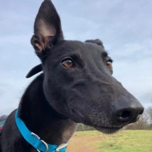 Elf, Adoptable, Adult Male Greyhound.