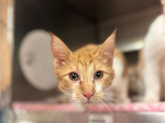 Enlarge DENVER, a Adoptable Domestic Short Hair in Fort Wayne, IN image 1/1