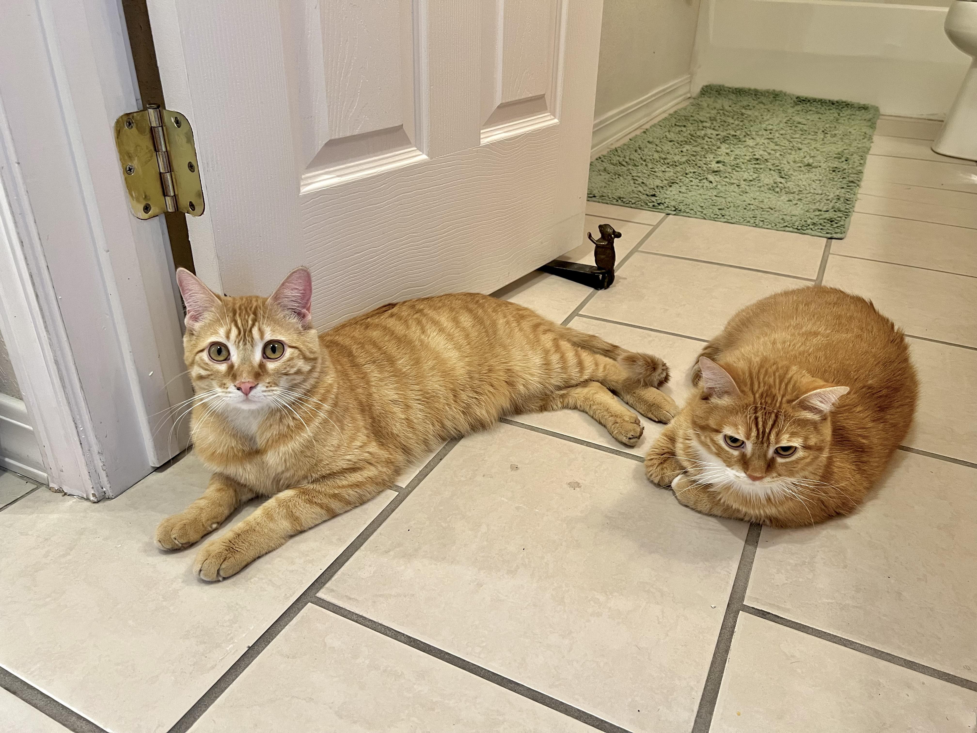 Penn & Teller, an adoptable mixed breed in Delta, CO image 6/6