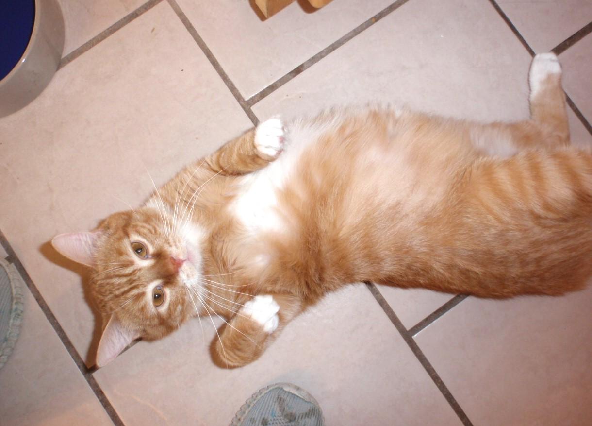 Enlarge Penn & Teller, an adoptable mixed breed in Delta, CO image 3/6