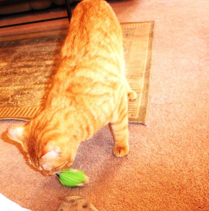 Enlarge Penn & Teller, an adoptable mixed breed in Delta, CO image 5/6