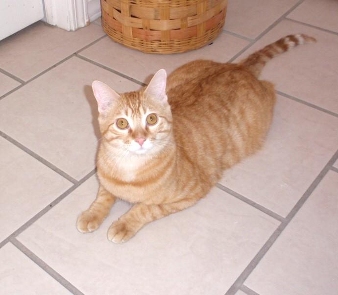 Penn & Teller, adoptable, Young Male Tabby.