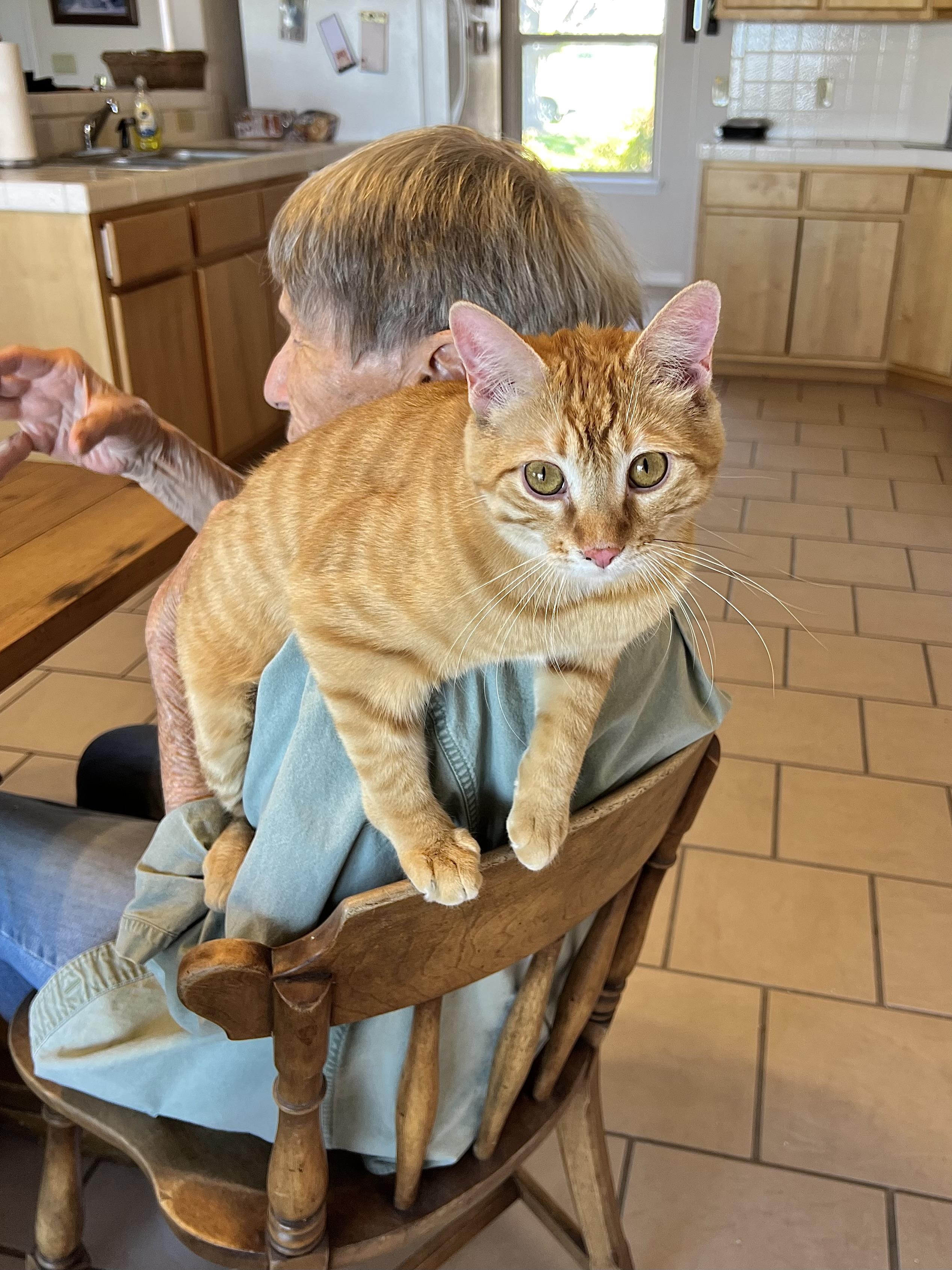 Penn & Teller, an adoptable mixed breed in Delta, CO image 5/6