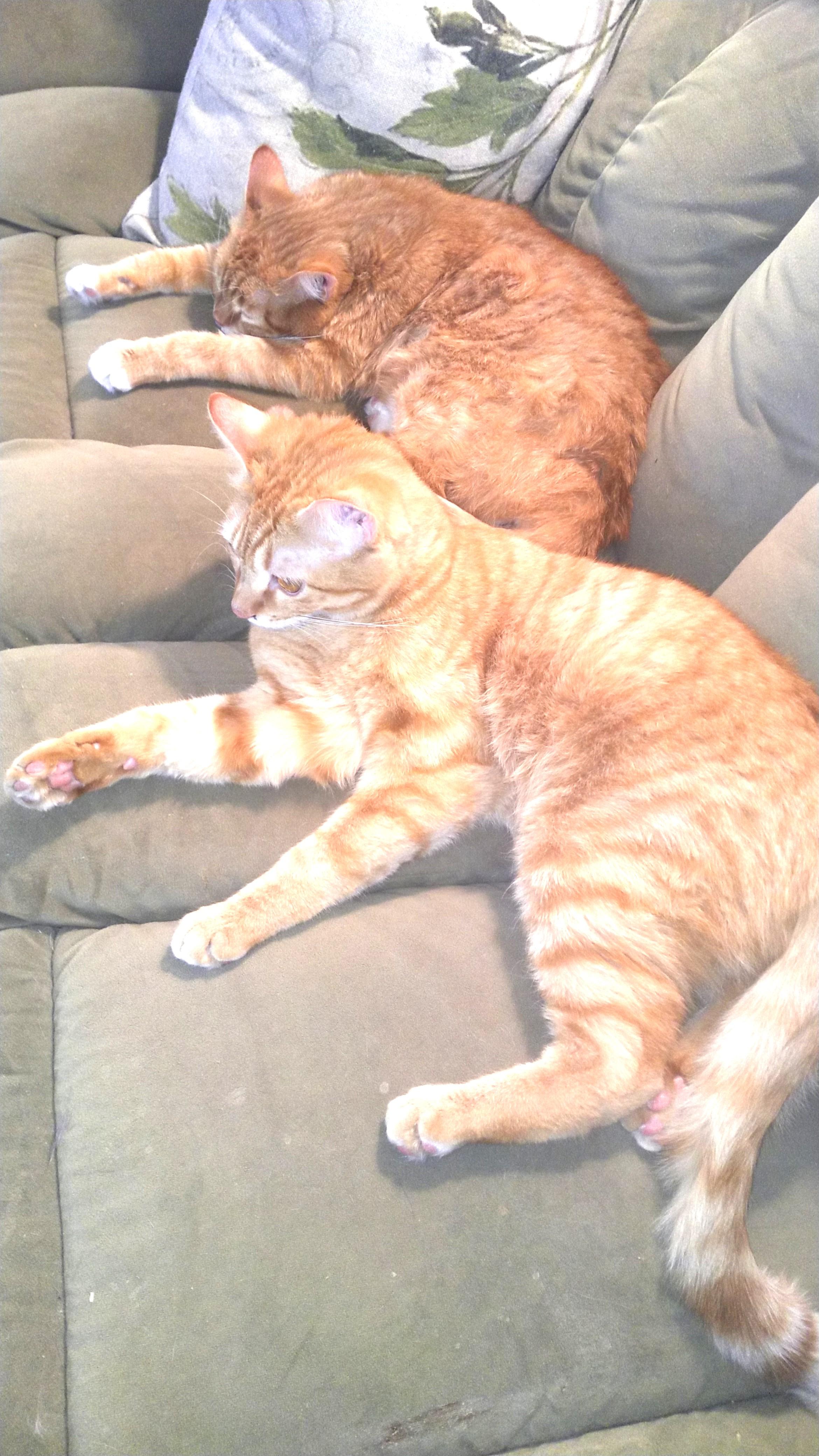 Enlarge Penn & Teller, an adoptable mixed breed in Delta, CO image 6/6