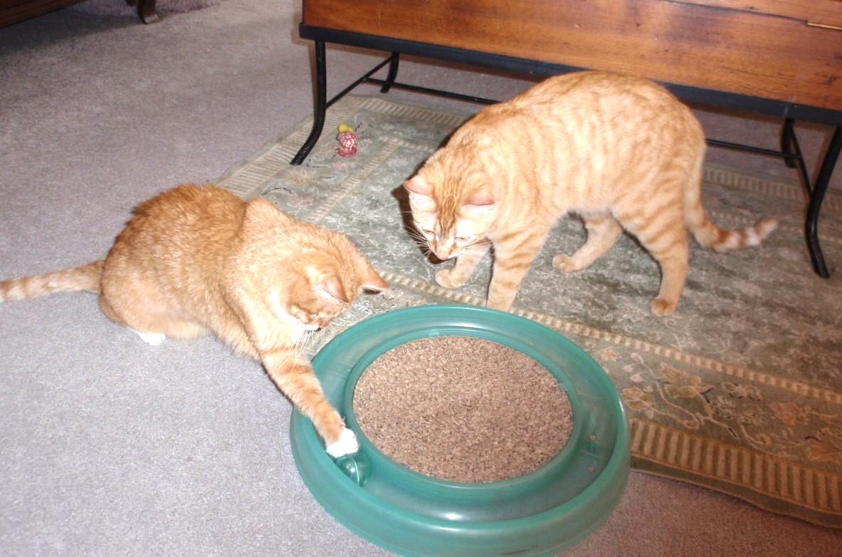 Penn & Teller, adoptable, Young Male Tabby.