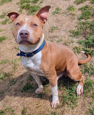 GILBERT, Adoptable, Adult Male Pit Bull Terrier.
