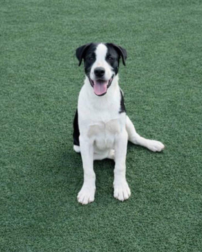 Scottie, Adopted, Young Male Australian Shepherd & Labrador Retriever.