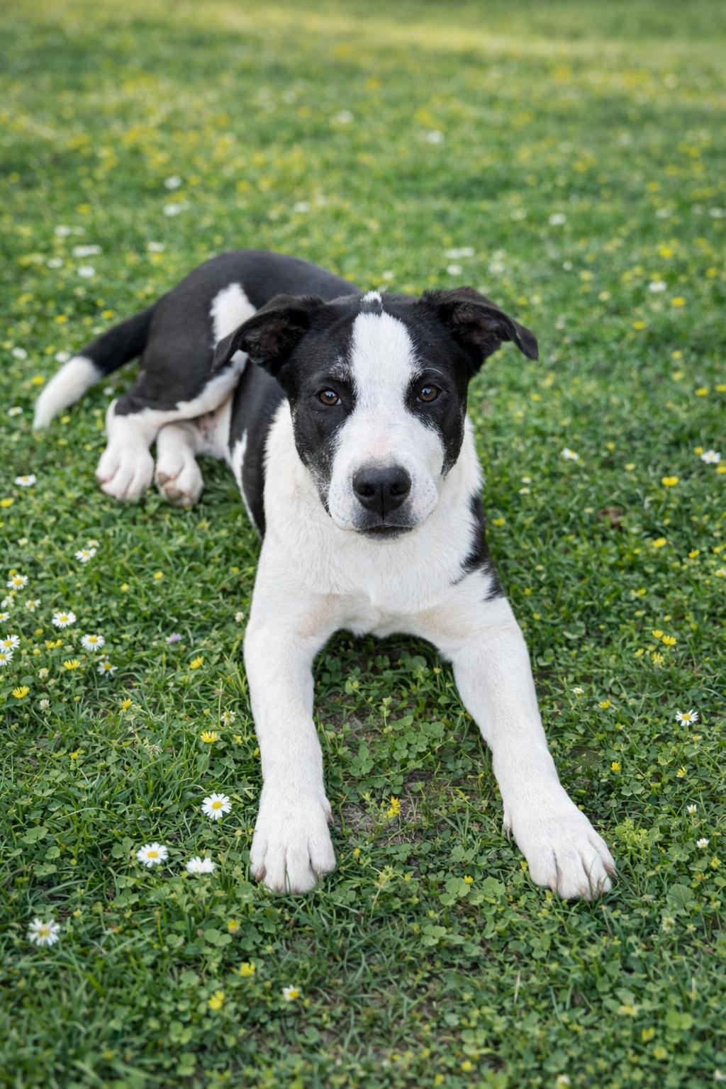 Enlarge Scottie, a Adopted mixed breed in Nashville, TN image 3/3
