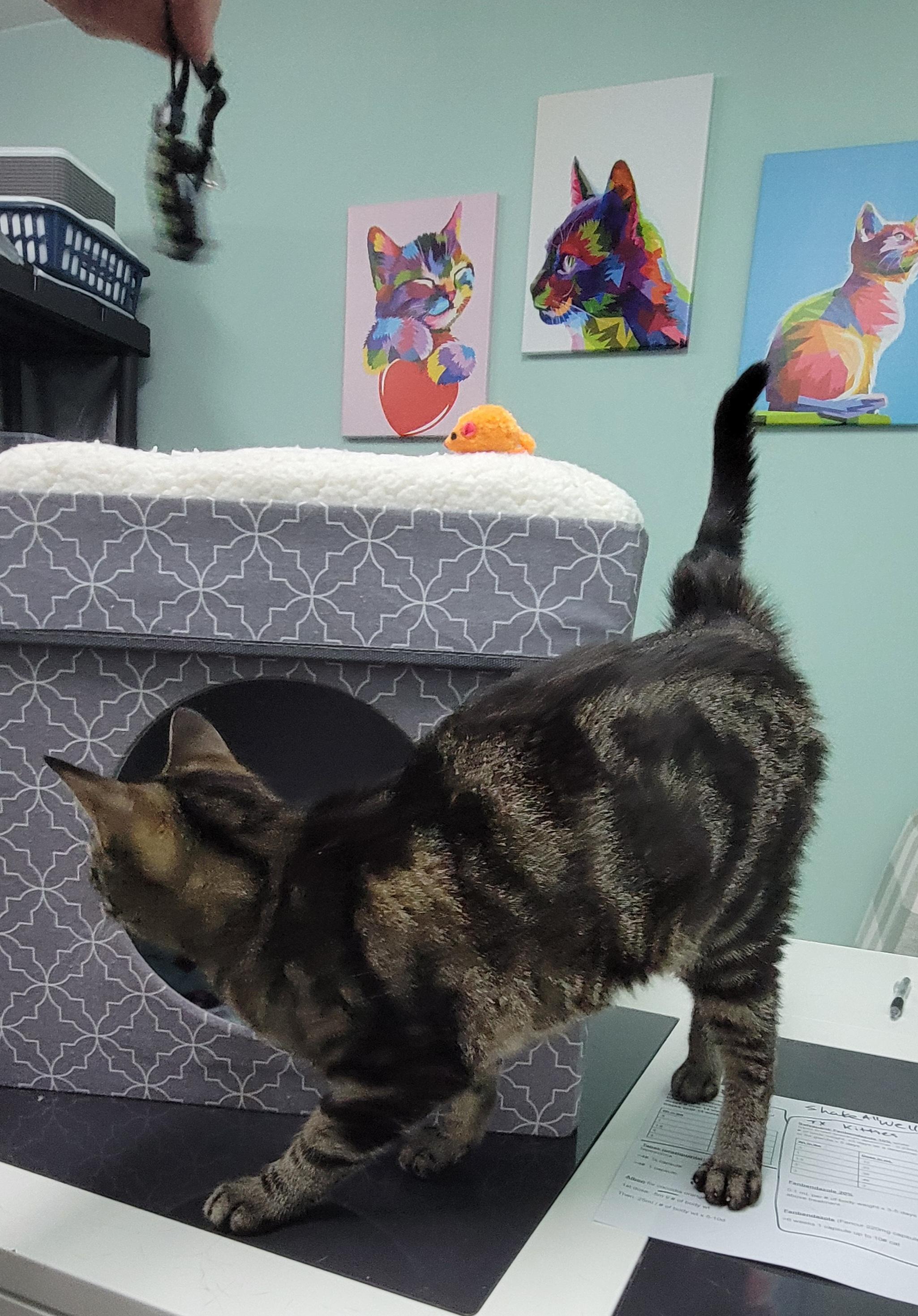 Hazel - My sister Auora is also listed