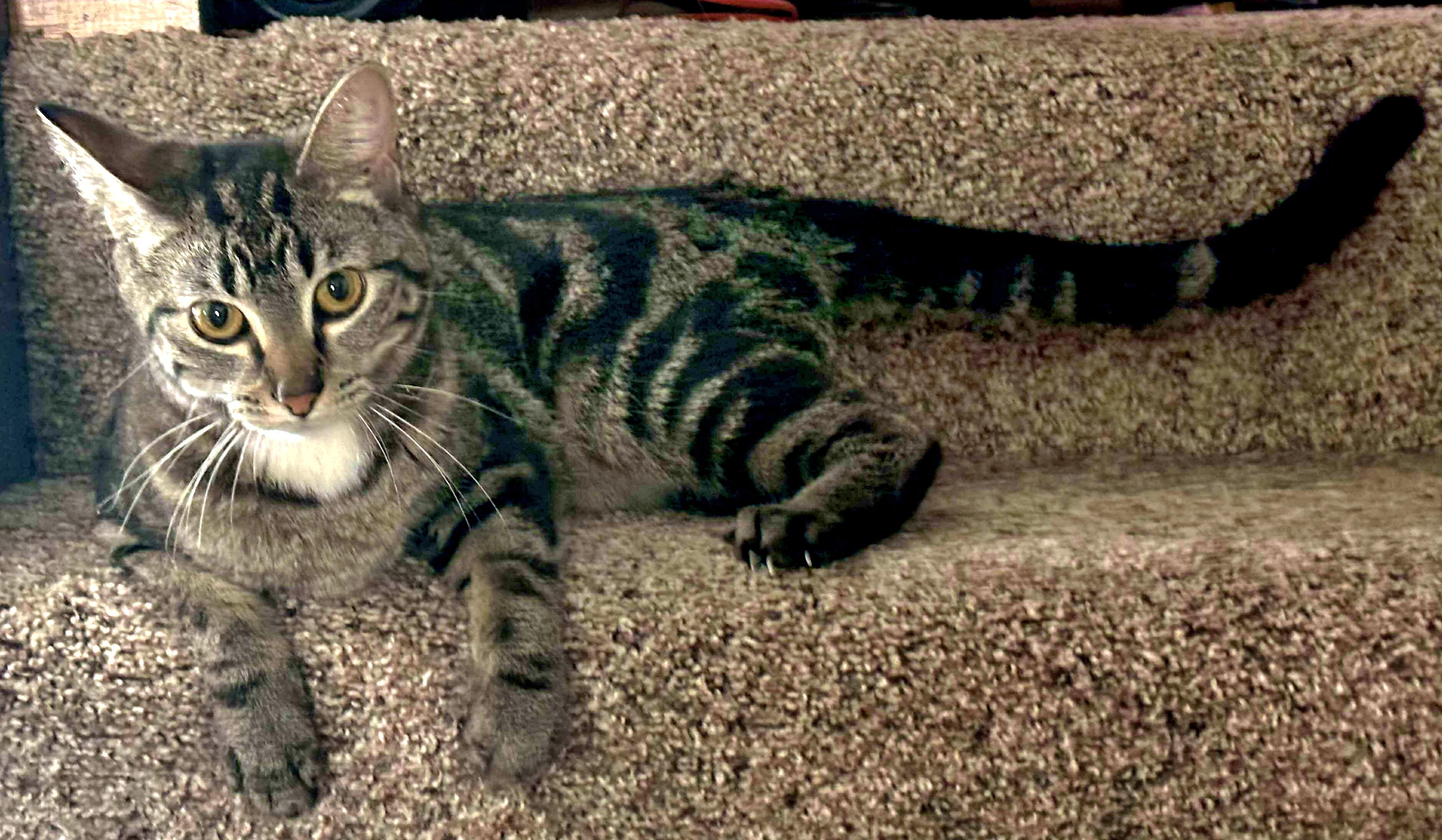 Hazel - My sister Auora is also listed