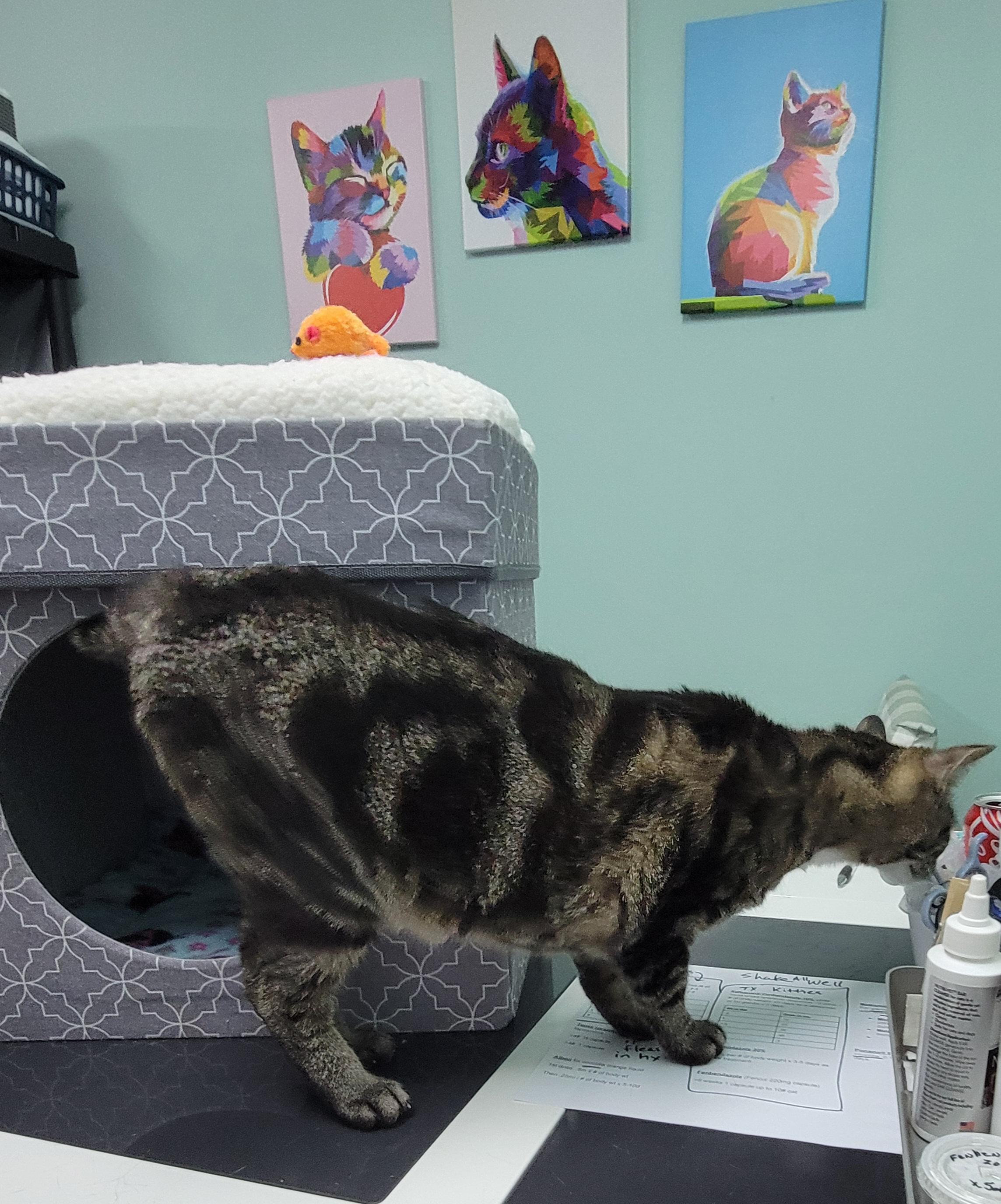 Hazel - My sister Auora is also listed