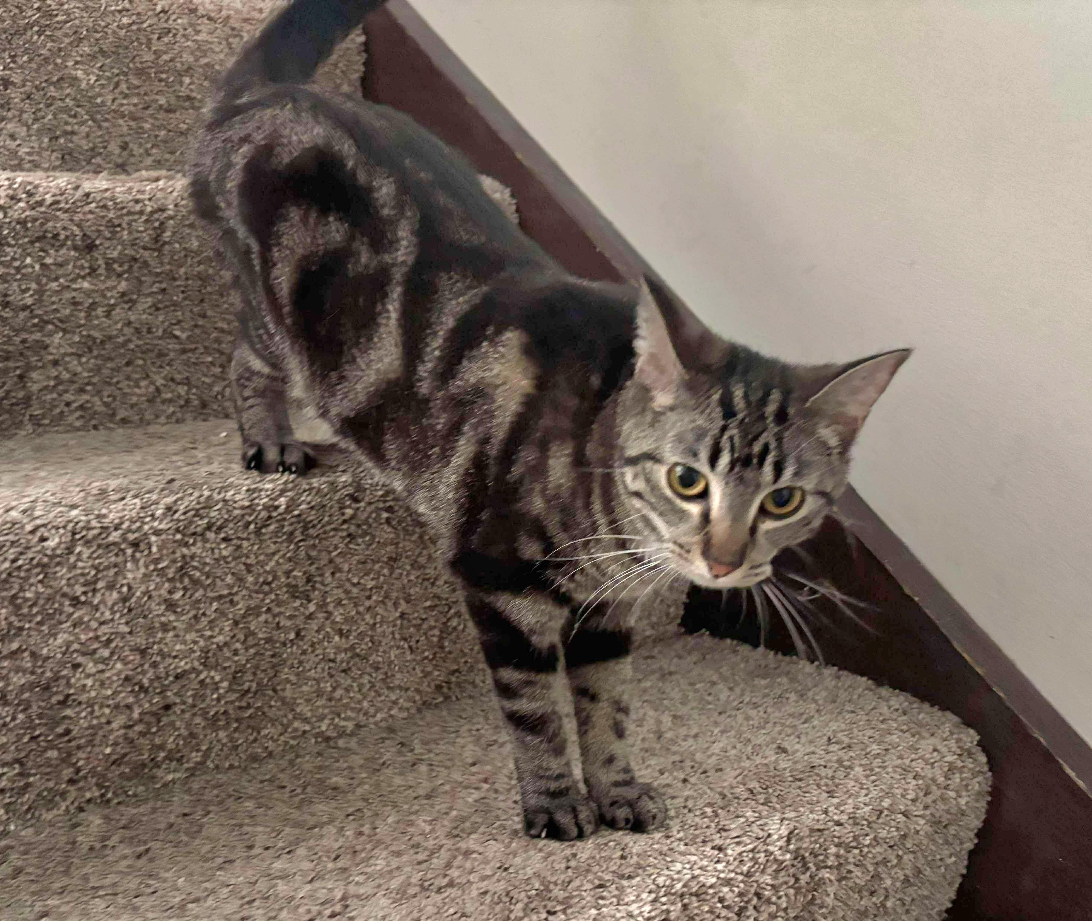 Hazel - My sister Auora is also listed