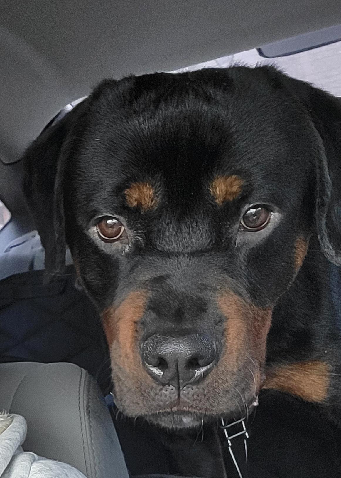 Enlarge Clyde, an adopted Rottweiler in Davison, MI image 2/5