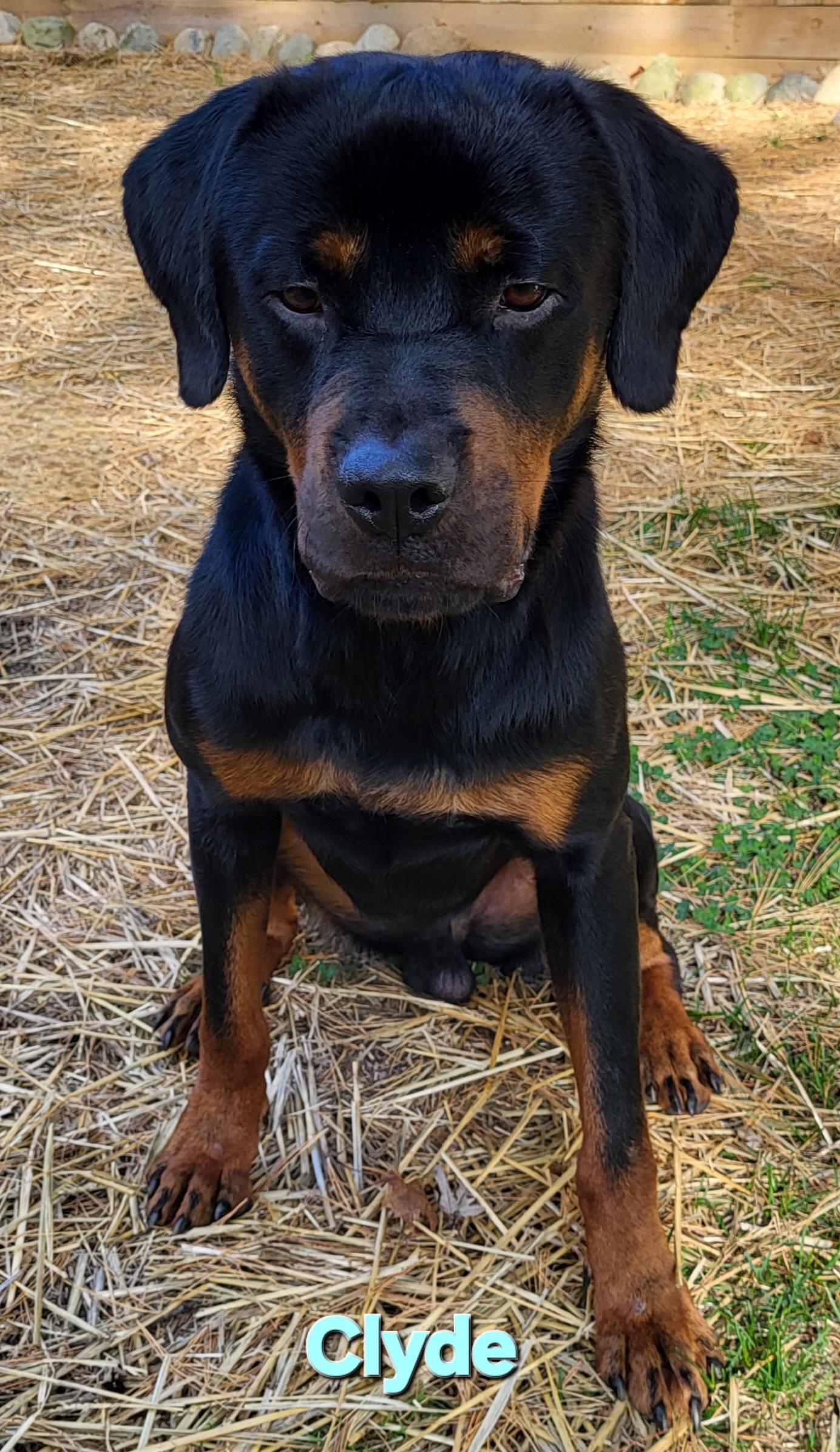 Clyde, adopted, Young Male Rottweiler.