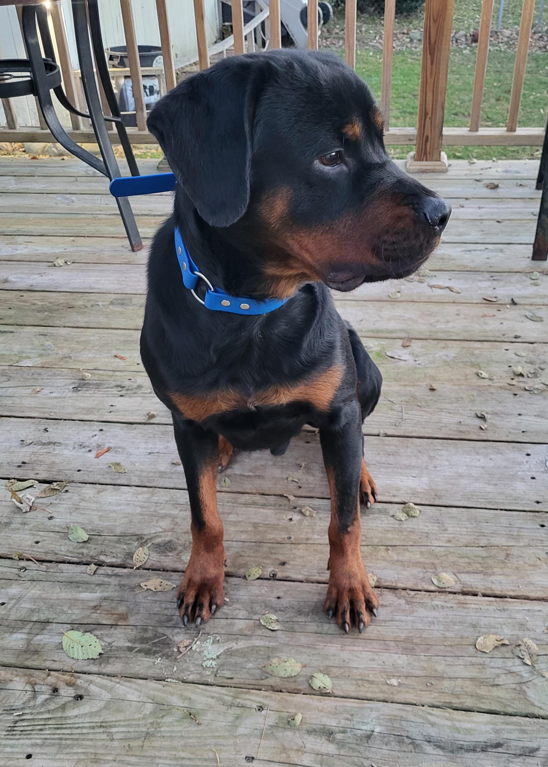 Enlarge Clyde, an adopted Rottweiler in Davison, MI image 5/5
