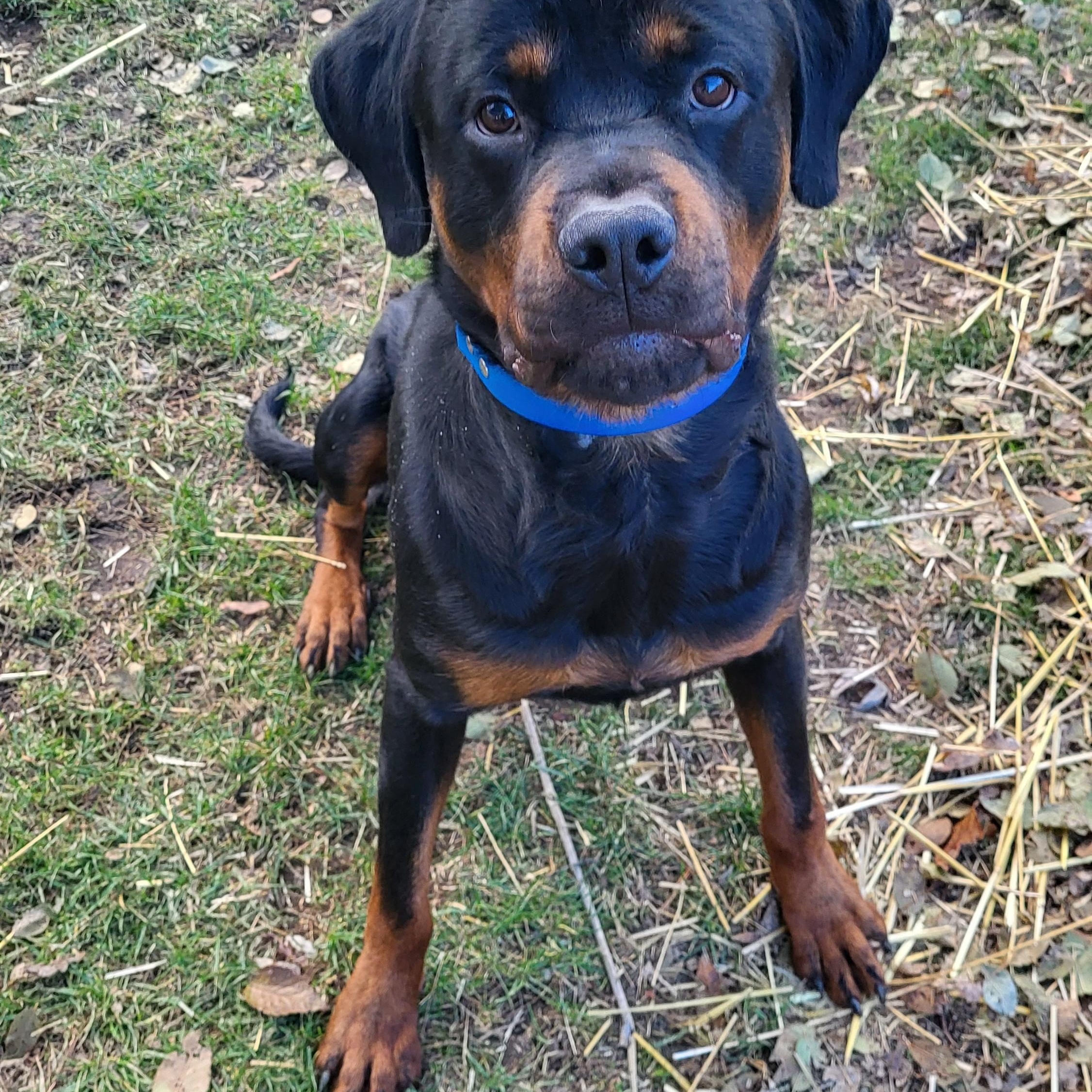 Enlarge Clyde, an adopted Rottweiler in Davison, MI image 4/5