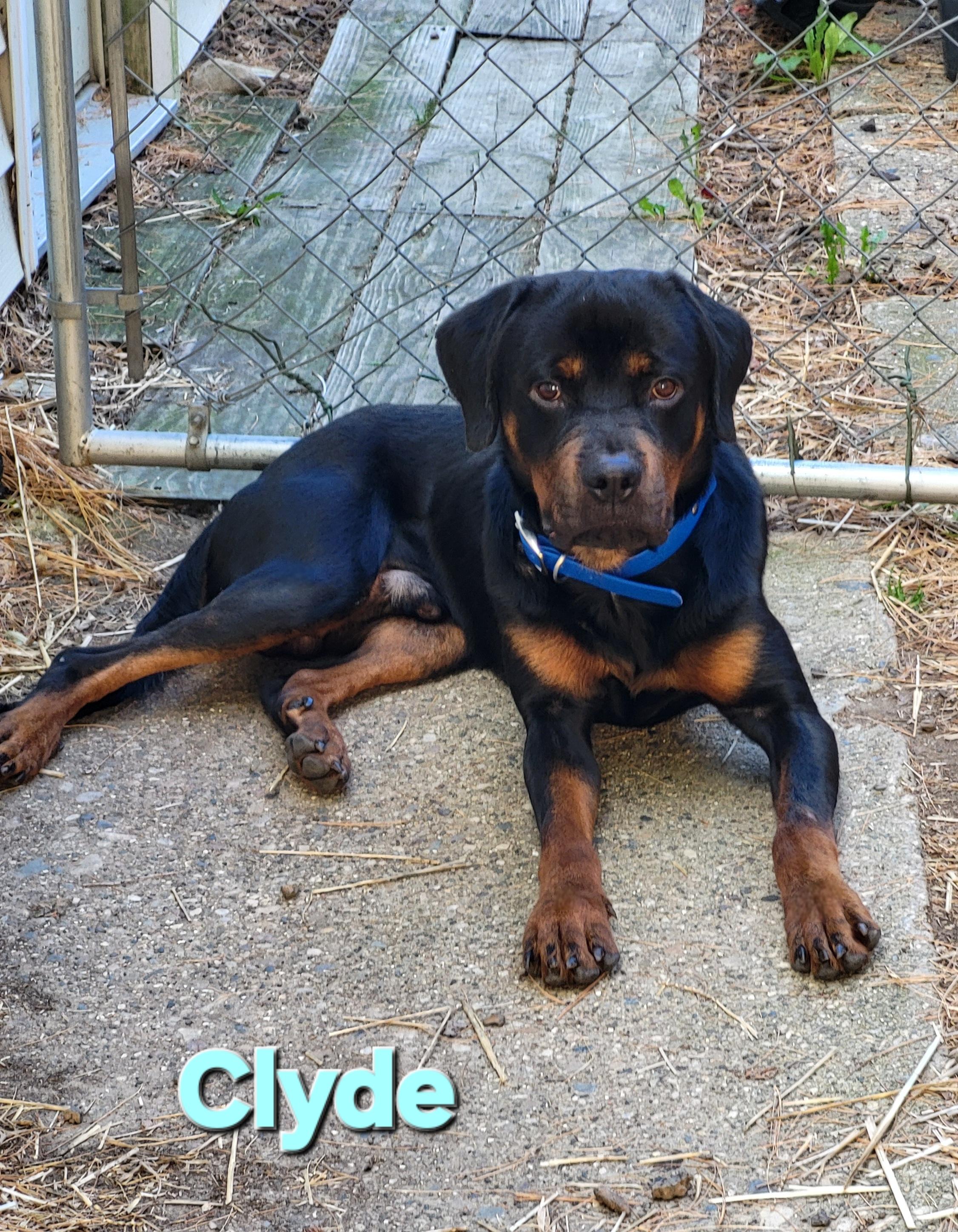 Enlarge Clyde, an adopted Rottweiler in Davison, MI image 3/5