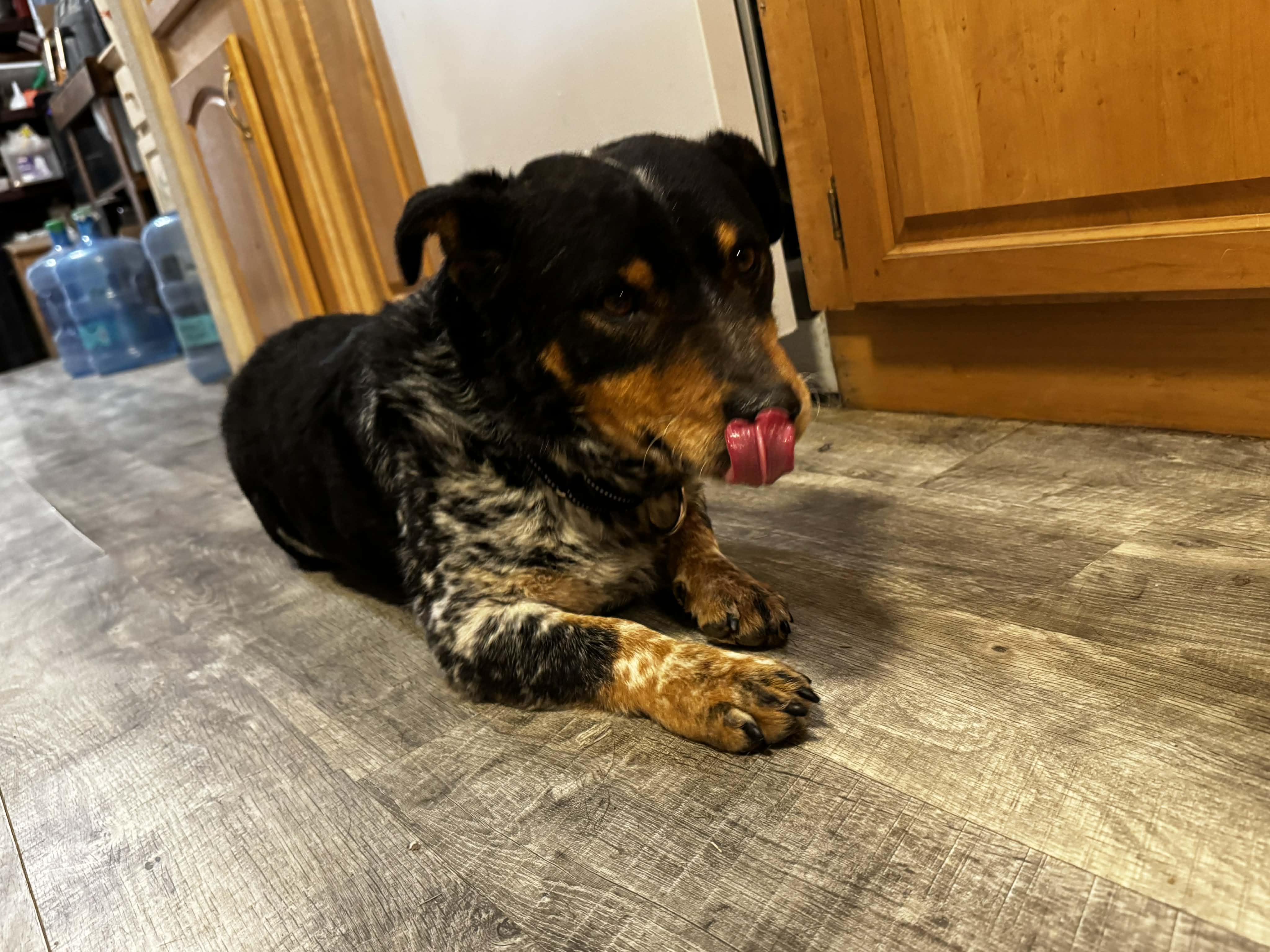 Alister, an adopted mixed breed in Bend, OR image 3/4