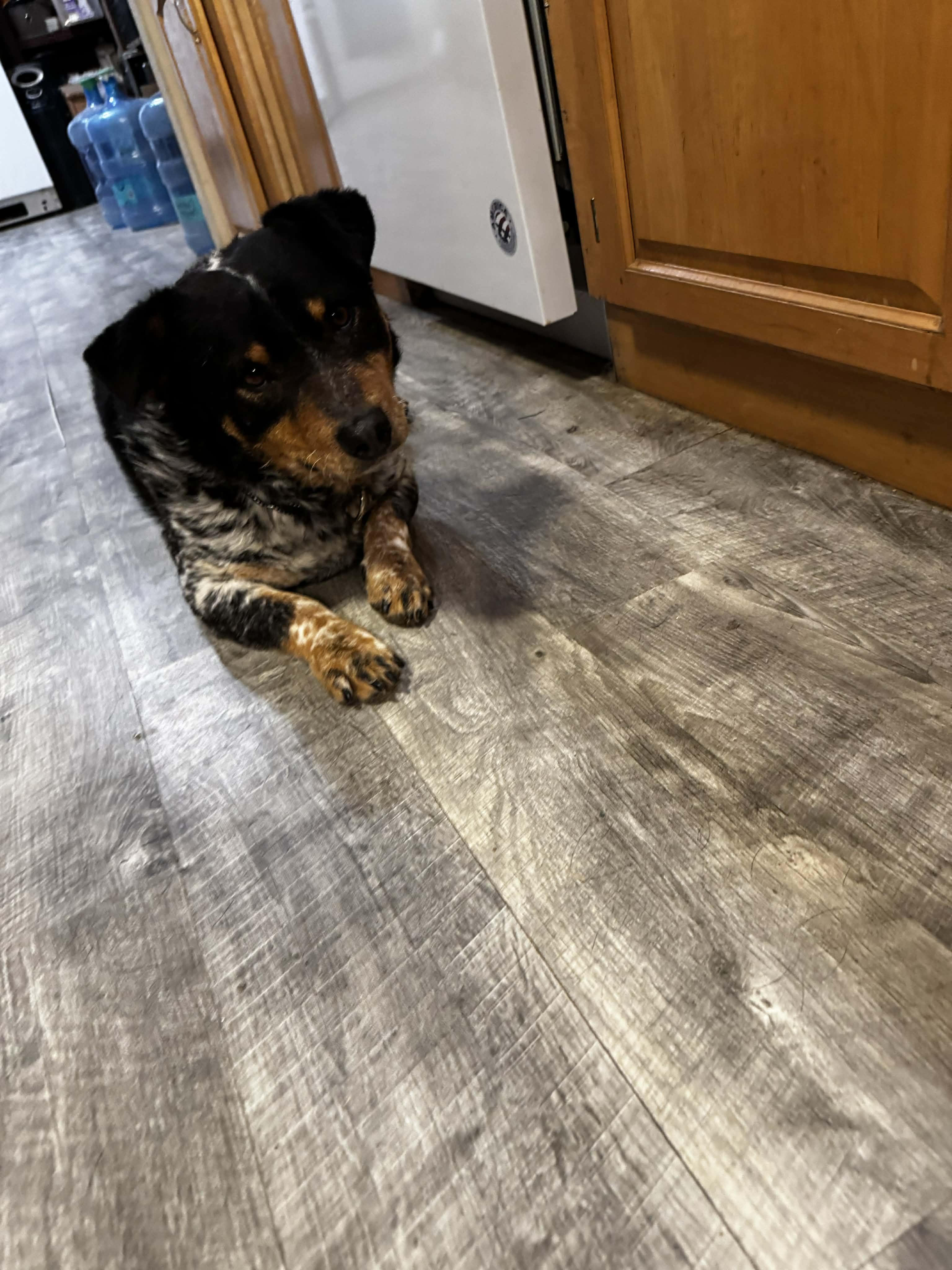 Alister, an adopted mixed breed in Bend, OR image 2/4