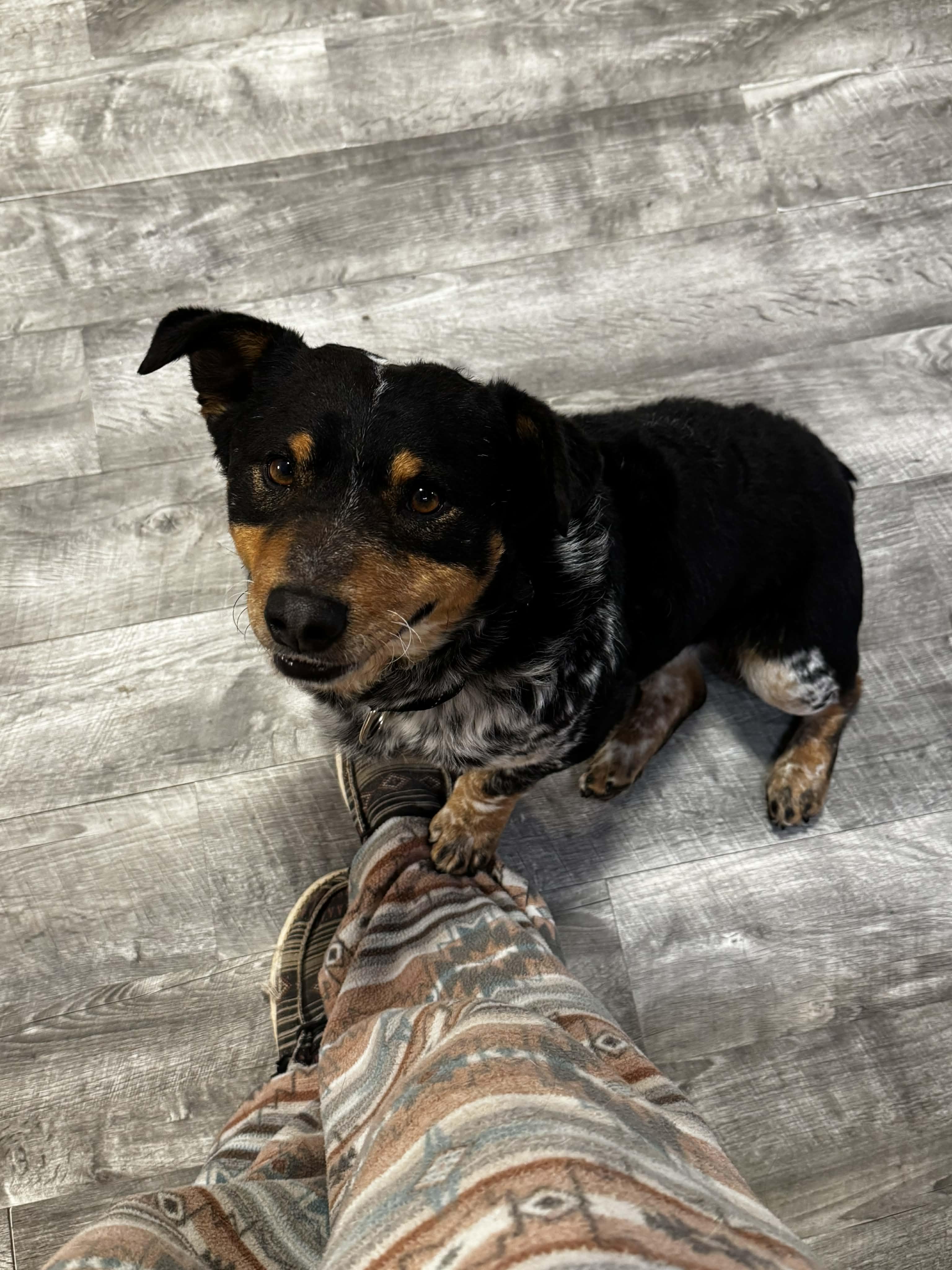 Alister, adopted, Young Male Australian Cattle Dog / Blue Heeler.