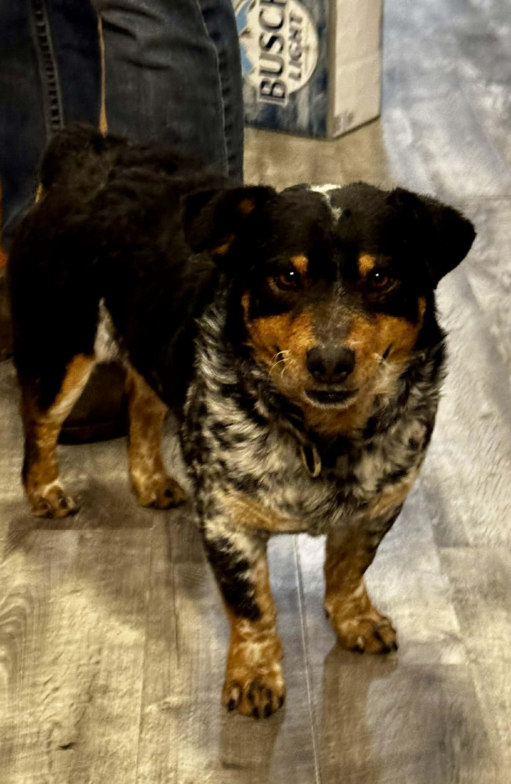 Alister, an adopted mixed breed in Bend, OR image 4/4