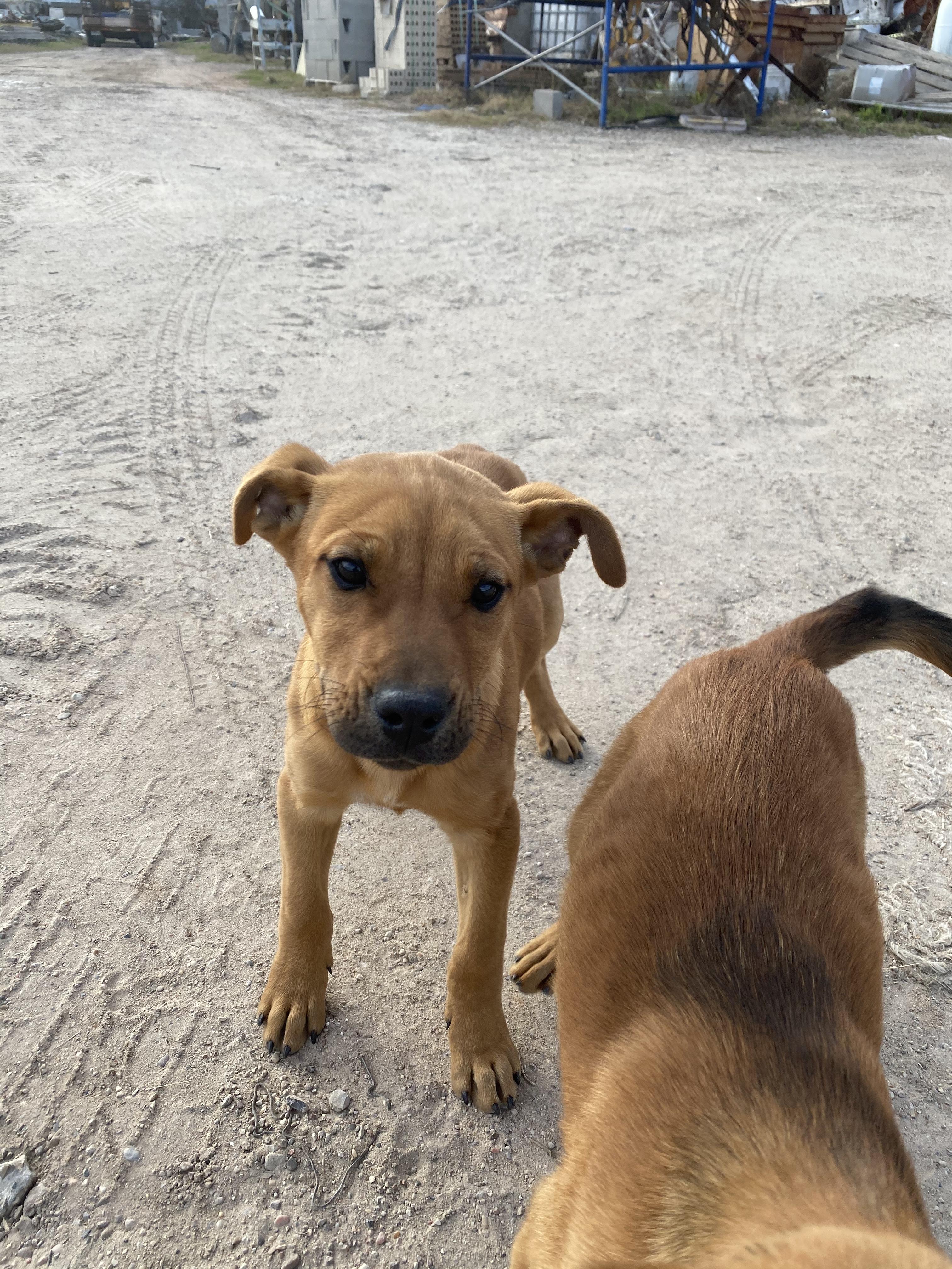 Enlarge Willie, a Adopted mixed breed in Cuero, TX image 1/3