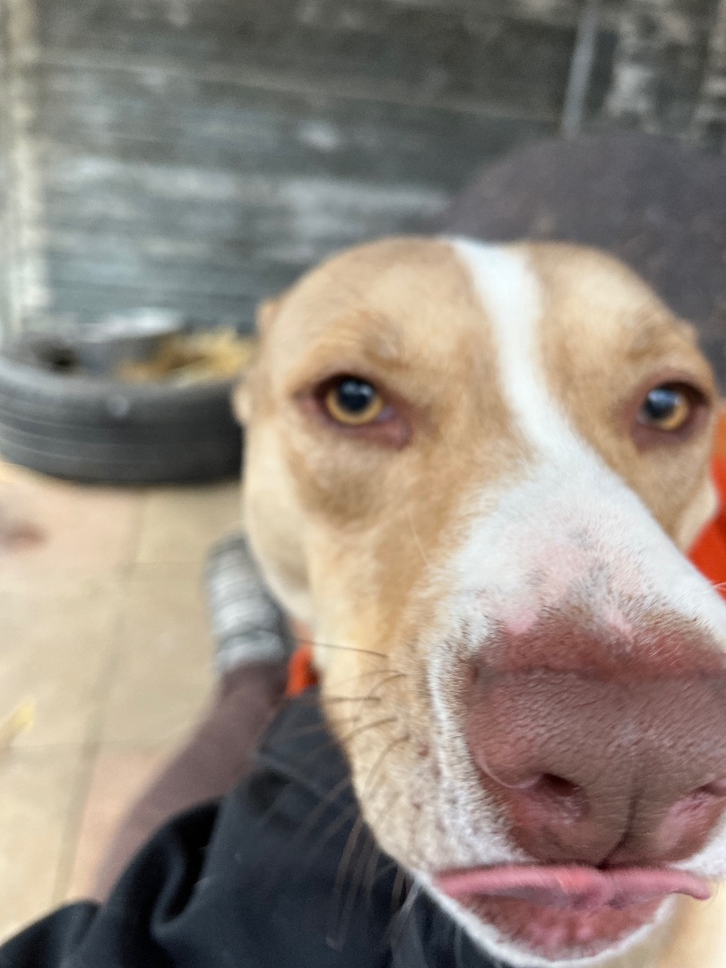 Axel, a Adoptable Mixed Breed in Jackson, MO image 1/6