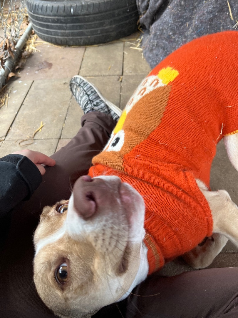 Axel, a Adoptable Mixed Breed in Jackson, MO image 2/6