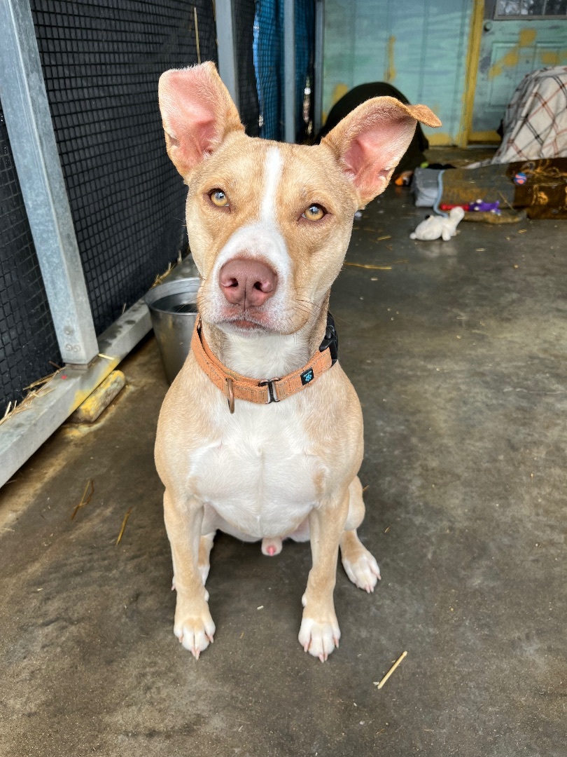 Axel, a Adoptable Mixed Breed in Jackson, MO image 3/6