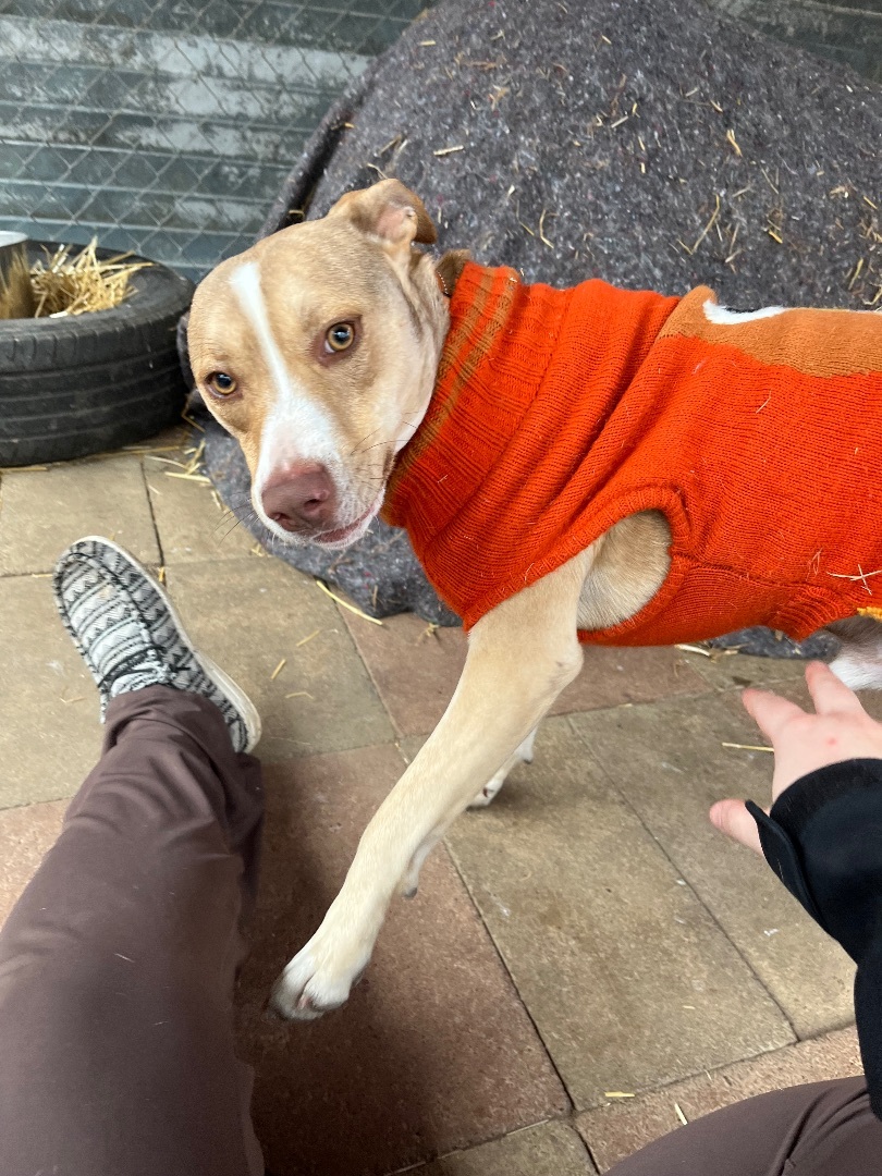 Axel, a Adoptable Mixed Breed in Jackson, MO image 4/6