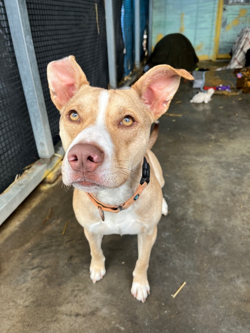 Axel, a Adoptable Mixed Breed in Jackson, MO image 5/6
