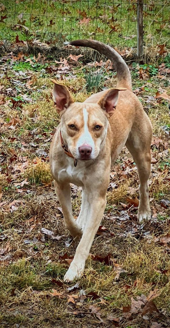 Axel, a Adoptable Mixed Breed in Jackson, MO image 6/6