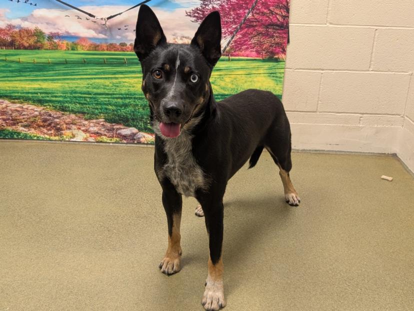 URGENT! SAVE ME PLEASE! Makenzie - ID#A545815, Adoptable, Adult Male Australian Cattle Dog / Blue Heeler.